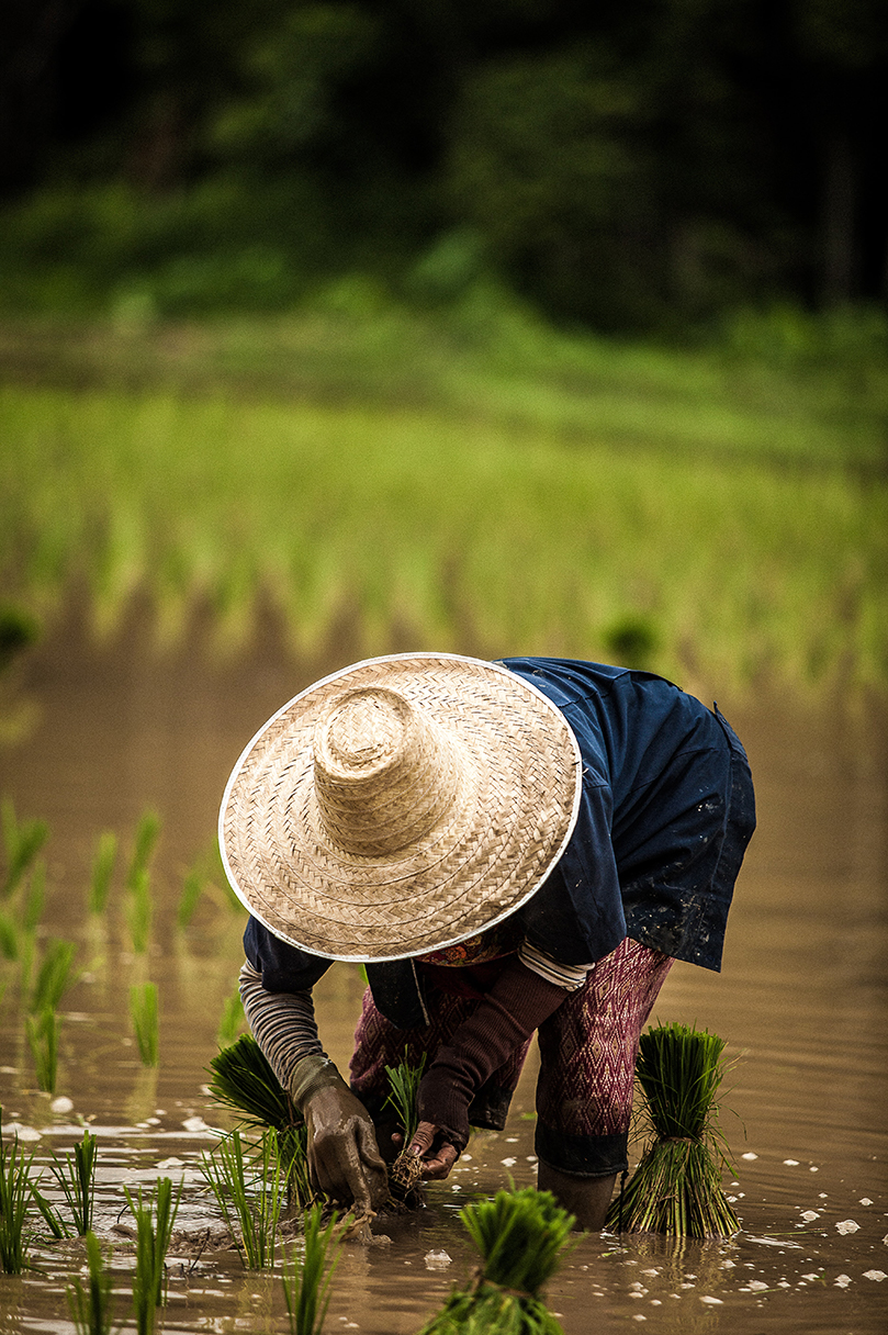 Rice picker in Vietnam